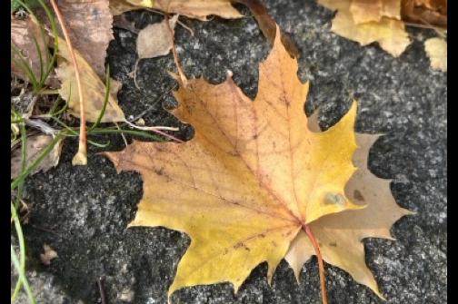 IMG_1443 2 ve střední velikosti